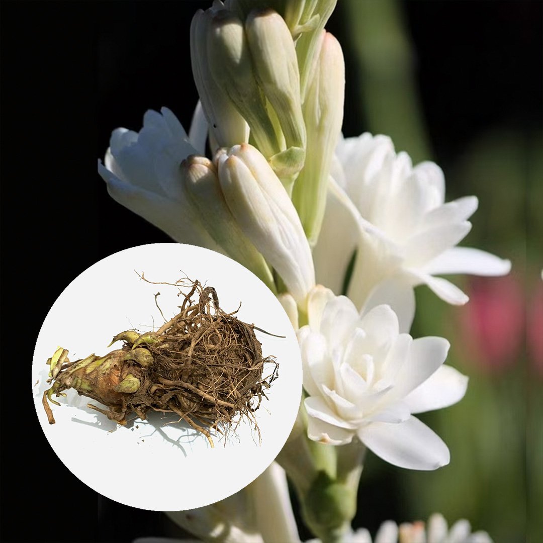 Rajnigandha Double Tuberose Bulbs